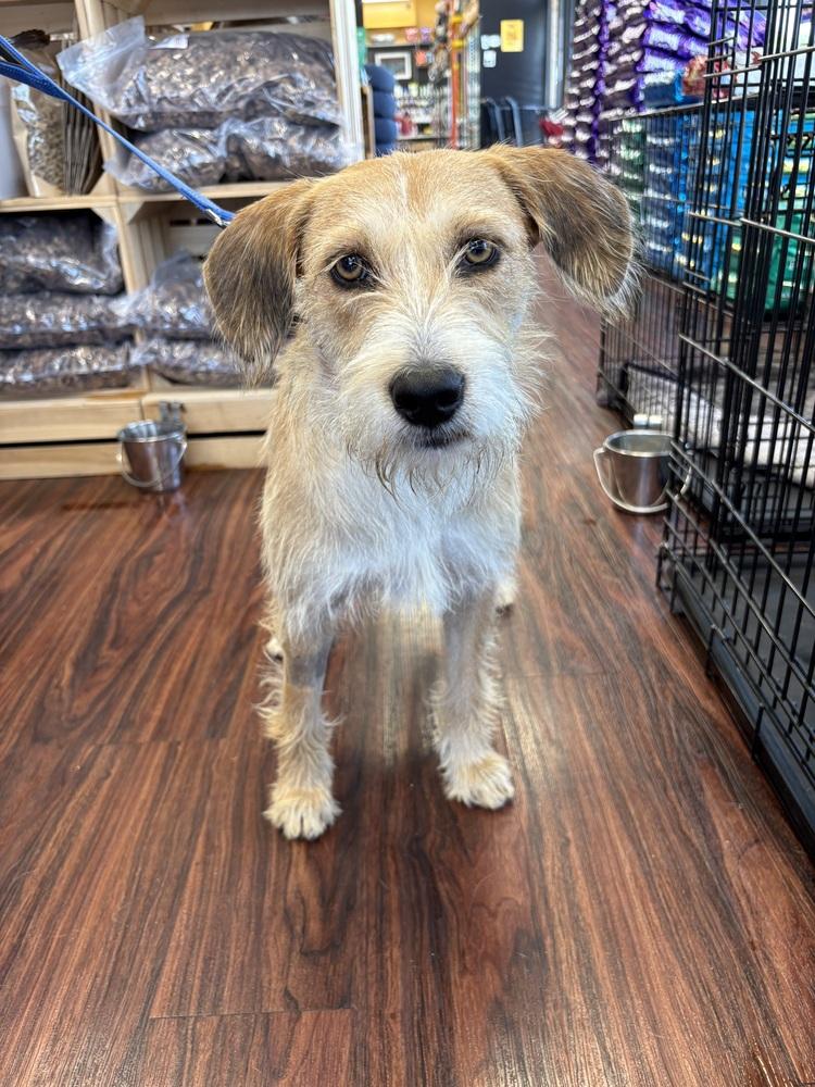 Travis, a Adoptable mixed breed in Frisco, TX image 5/6