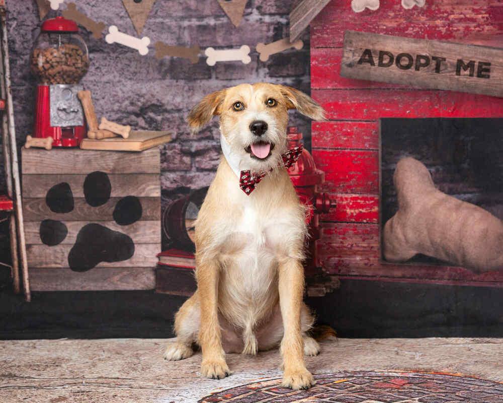 Travis, a Adoptable mixed breed in Frisco, TX image 6/6