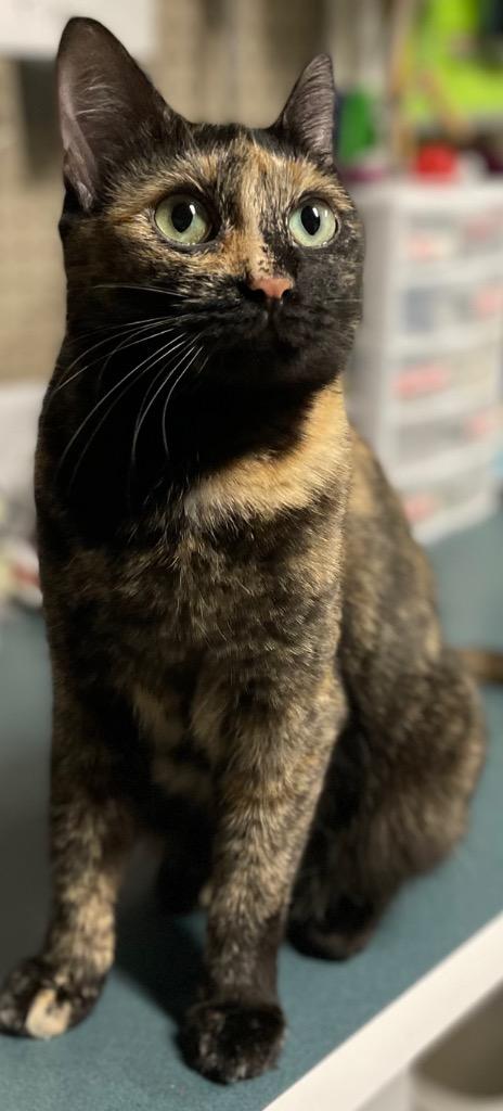 Lindy, a Adoptable mixed breed in Ballwin, MO image 2/3