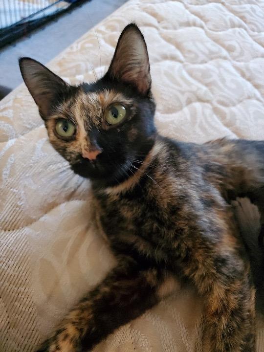 Enlarge Lindy, a Adoptable mixed breed in Ballwin, MO image 1/2