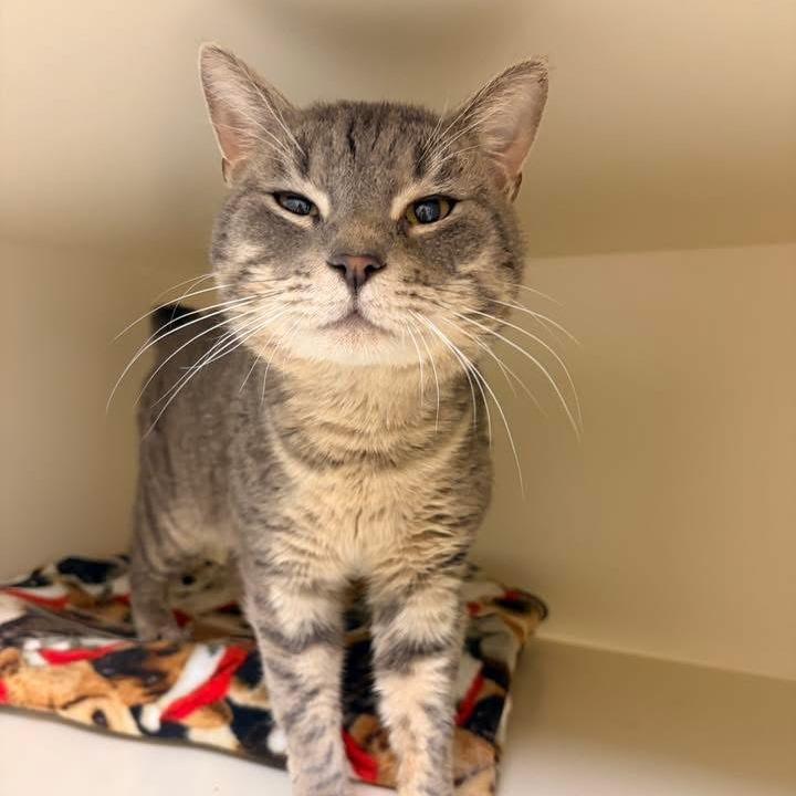 Gale, a Adoptable Domestic Short Hair in Naperville, IL image 1/3