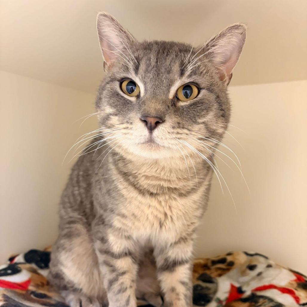 Gale, a Adoptable Domestic Short Hair in Naperville, IL image 2/3