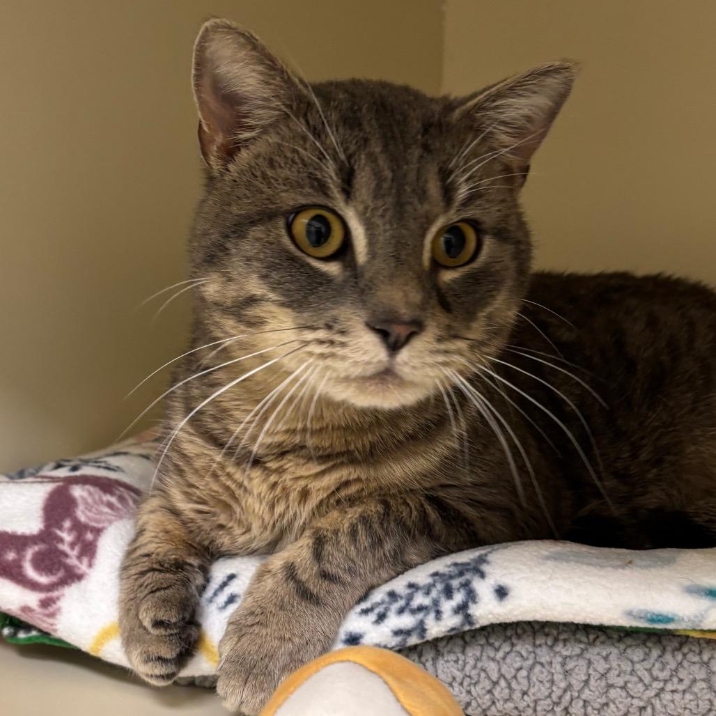 Gale, a Adoptable Domestic Short Hair in Naperville, IL image 3/3