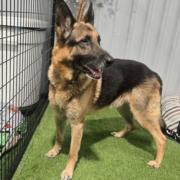 Enlarge Rader, a ADOPTABLE German Shepherd Dog in Racine, WI image 3/3