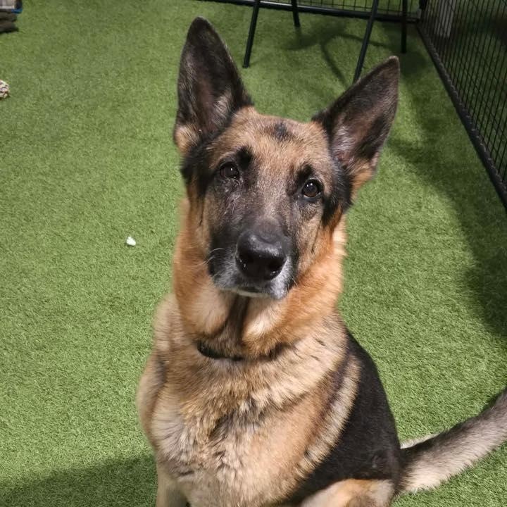 Enlarge Rader, a ADOPTABLE German Shepherd Dog in Racine, WI image 1/3