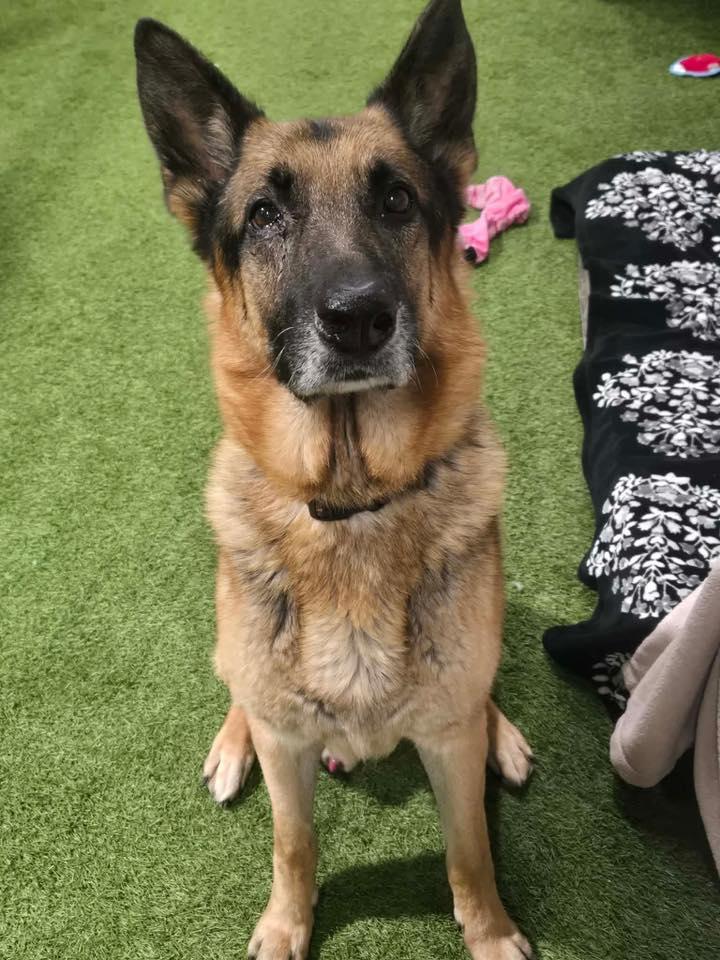 Enlarge Rader, a ADOPTABLE German Shepherd Dog in Racine, WI image 2/3