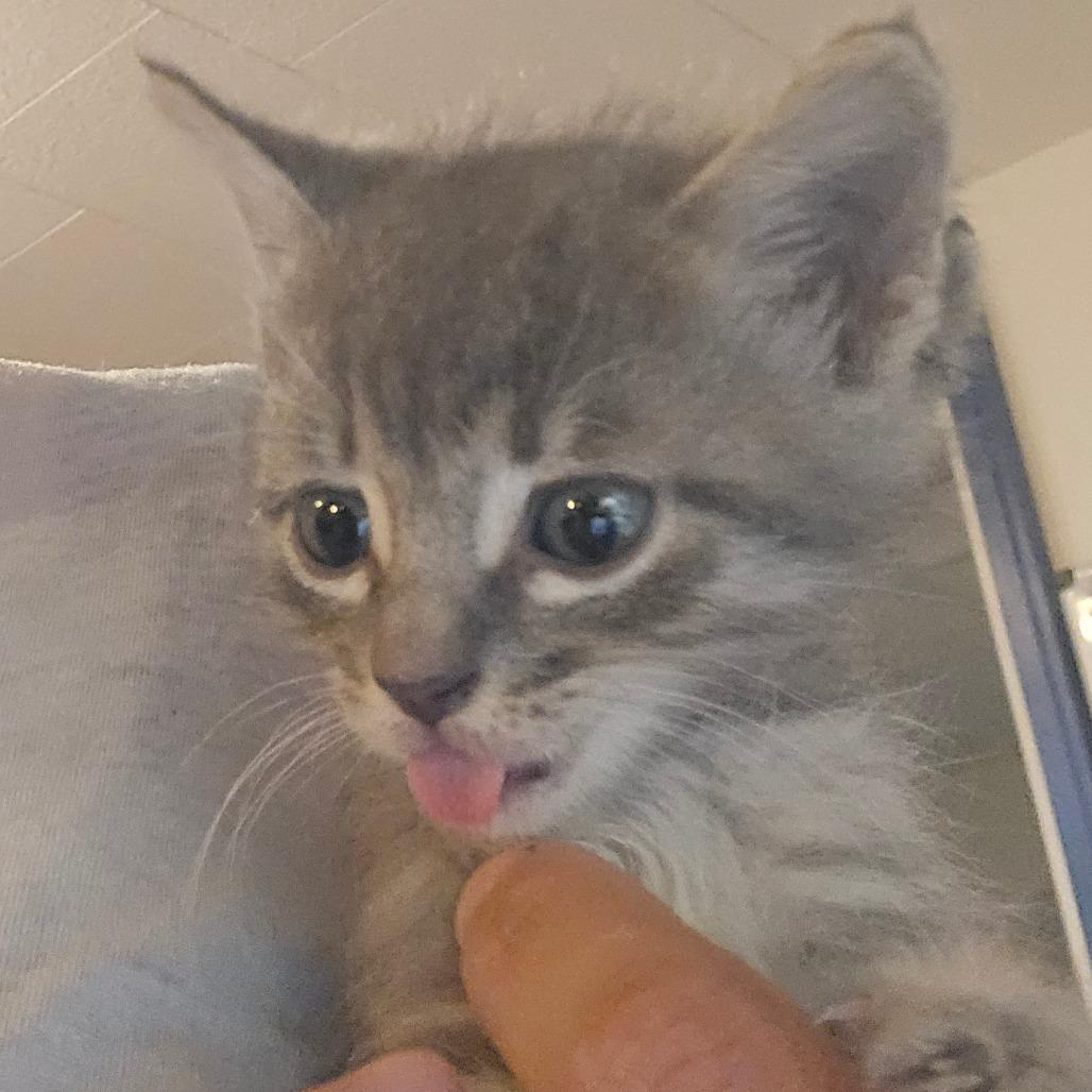 Enlarge Jet, a Adoptable Domestic Short Hair in Hanna City, IL image 1/1