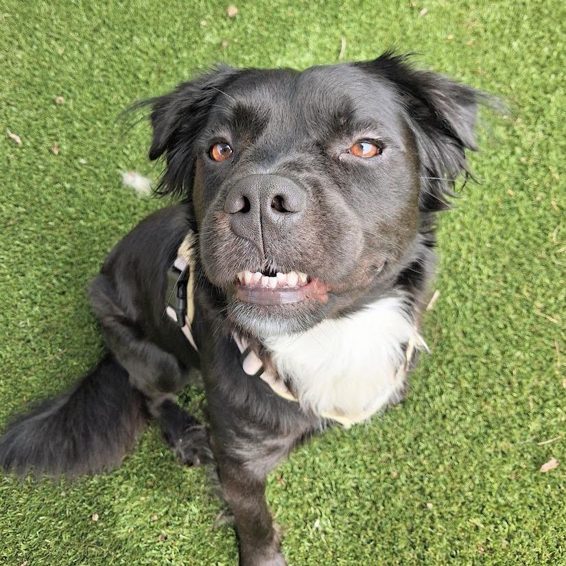 Hunter, Adoptable, Adult Male Spaniel & Mixed Breed.
