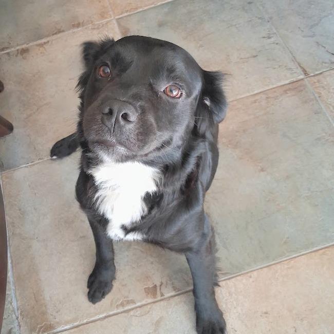 Enlarge Hunter, a Adoptable mixed breed in Greensboro, GA image 4/6