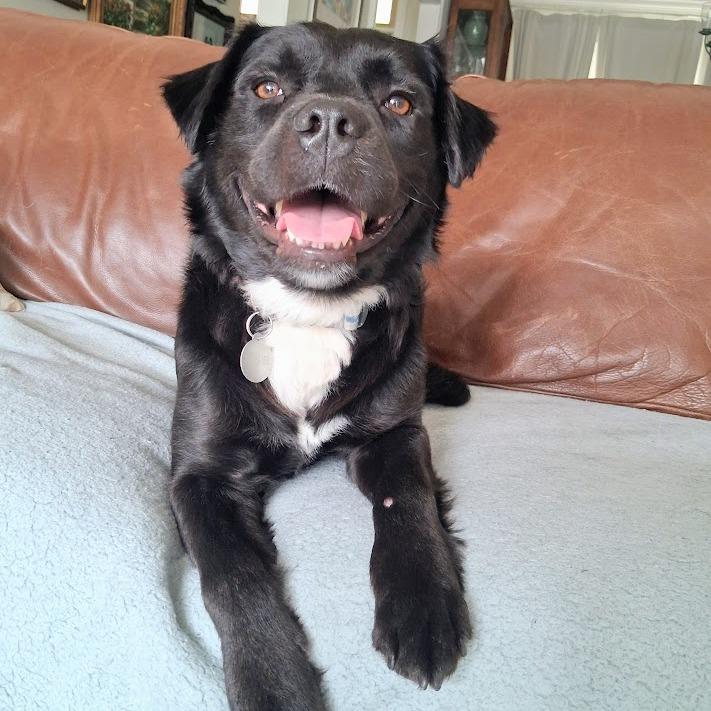 Enlarge Hunter, a Adoptable mixed breed in Greensboro, GA image 5/6