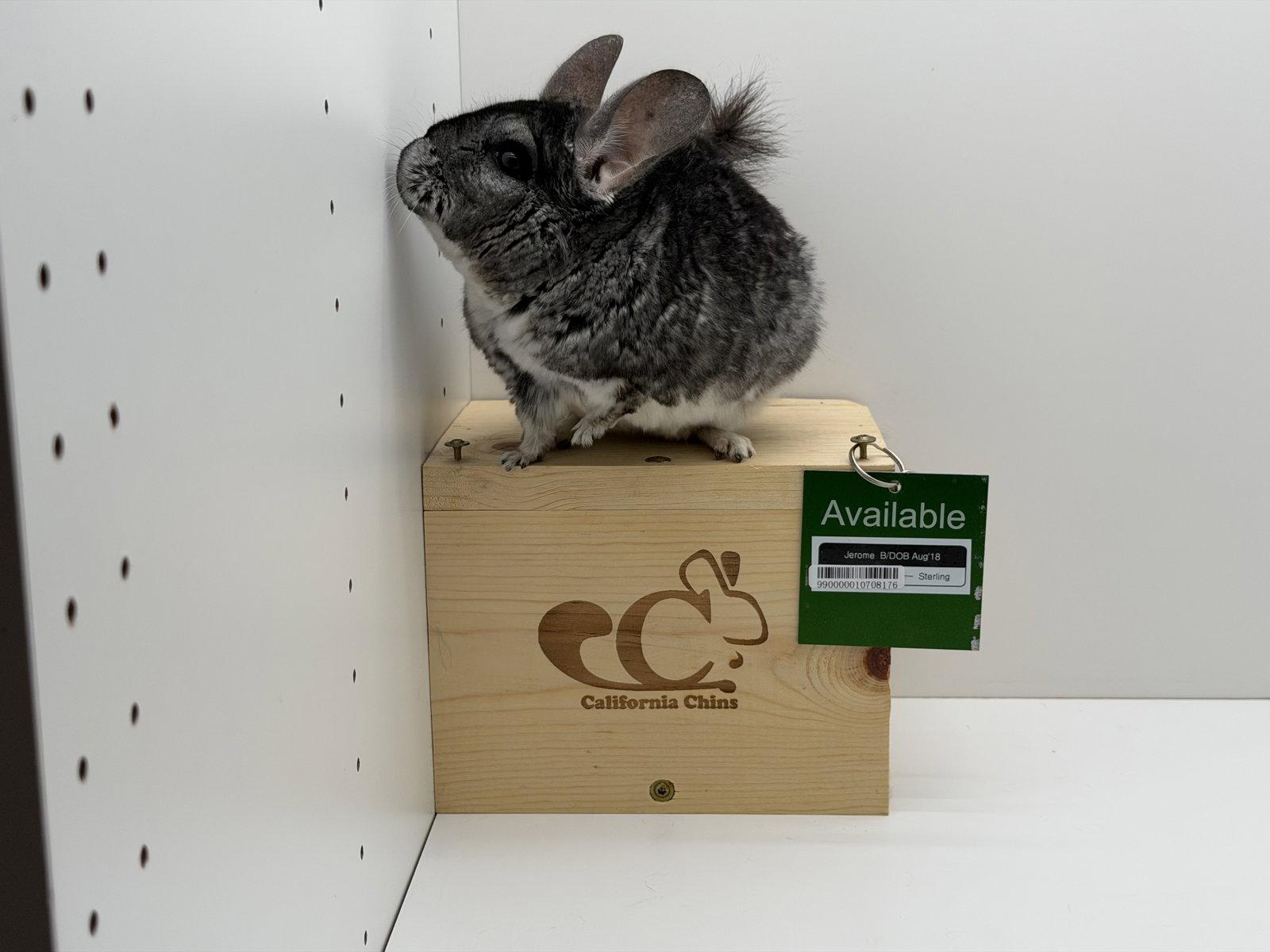 Jerome, Adoptable, Adult Male Chinchilla.