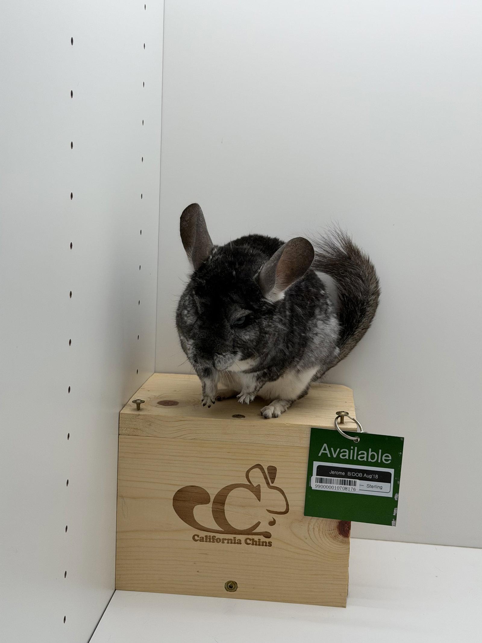 Jerome, a Adoptable Chinchilla in Sunnyvale, CA image 2/3