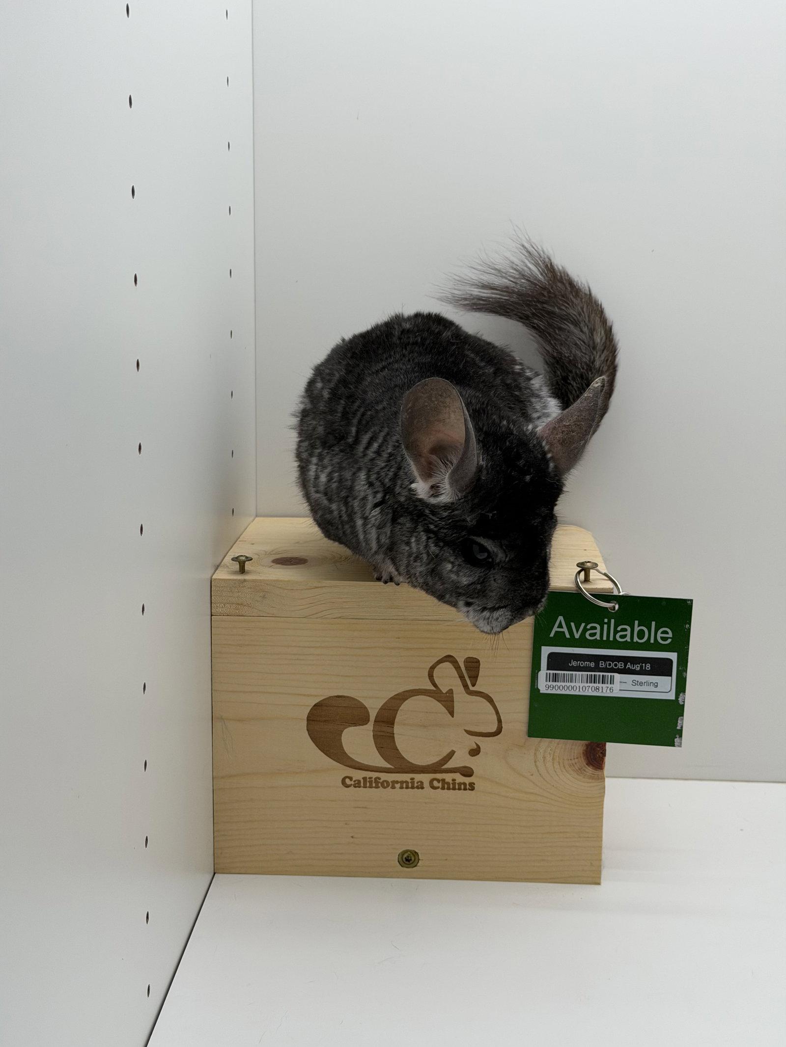 Jerome, a Adoptable Chinchilla in Sunnyvale, CA image 3/3