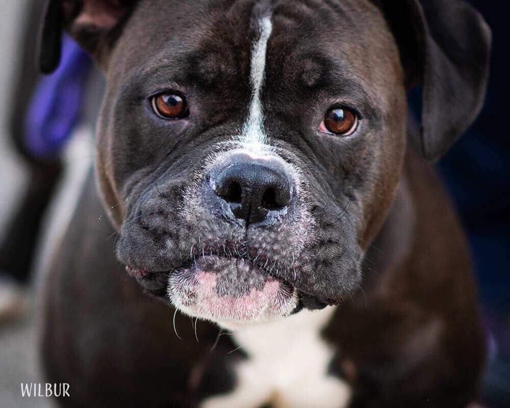 Wilbur, Adopted, Adult Male American Bulldog & Pit Bull Terrier.