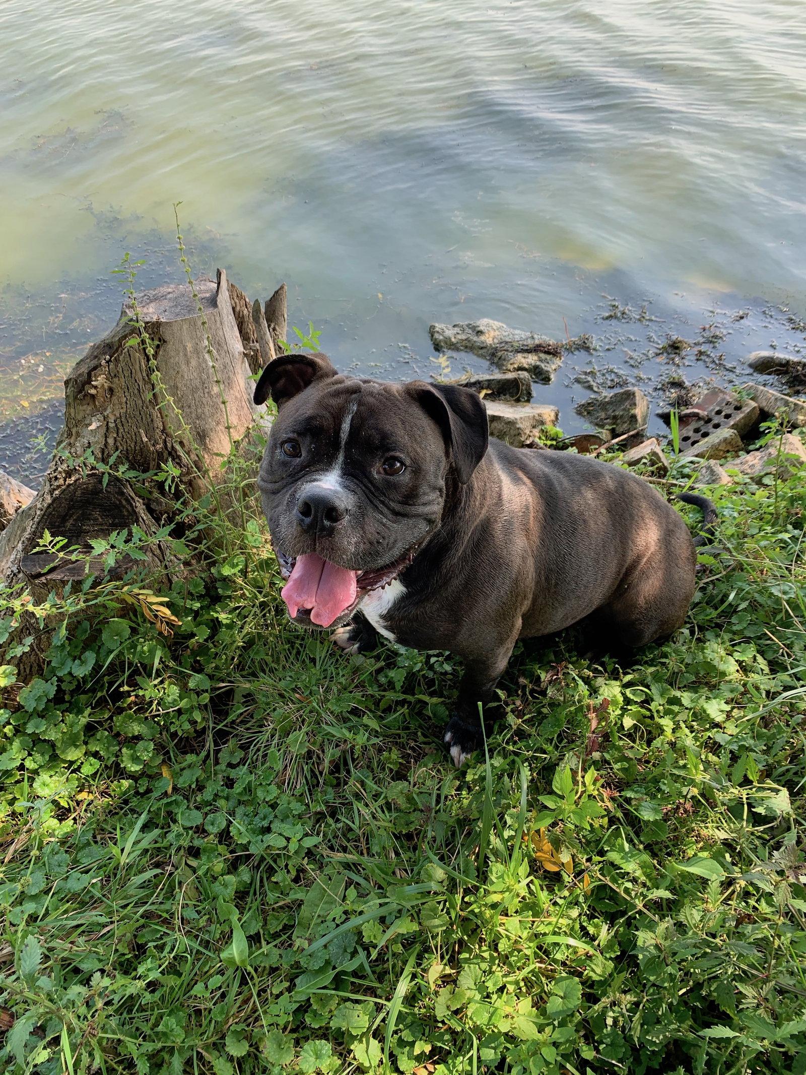 Enlarge Wilbur, a Adopted mixed breed in Island Lake, IL image 2/3