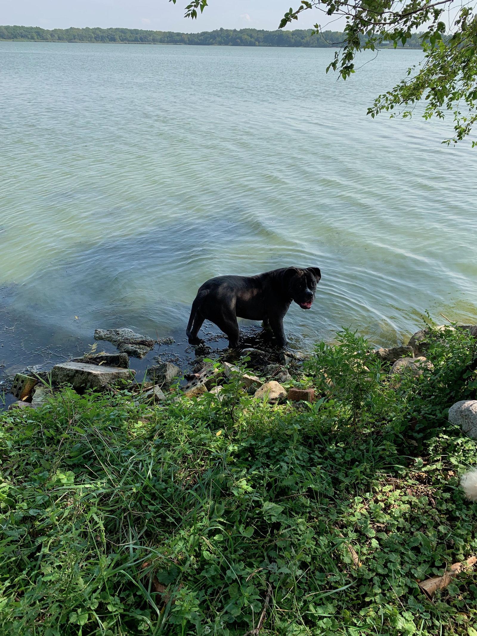 Enlarge Wilbur, a Adopted mixed breed in Island Lake, IL image 3/3