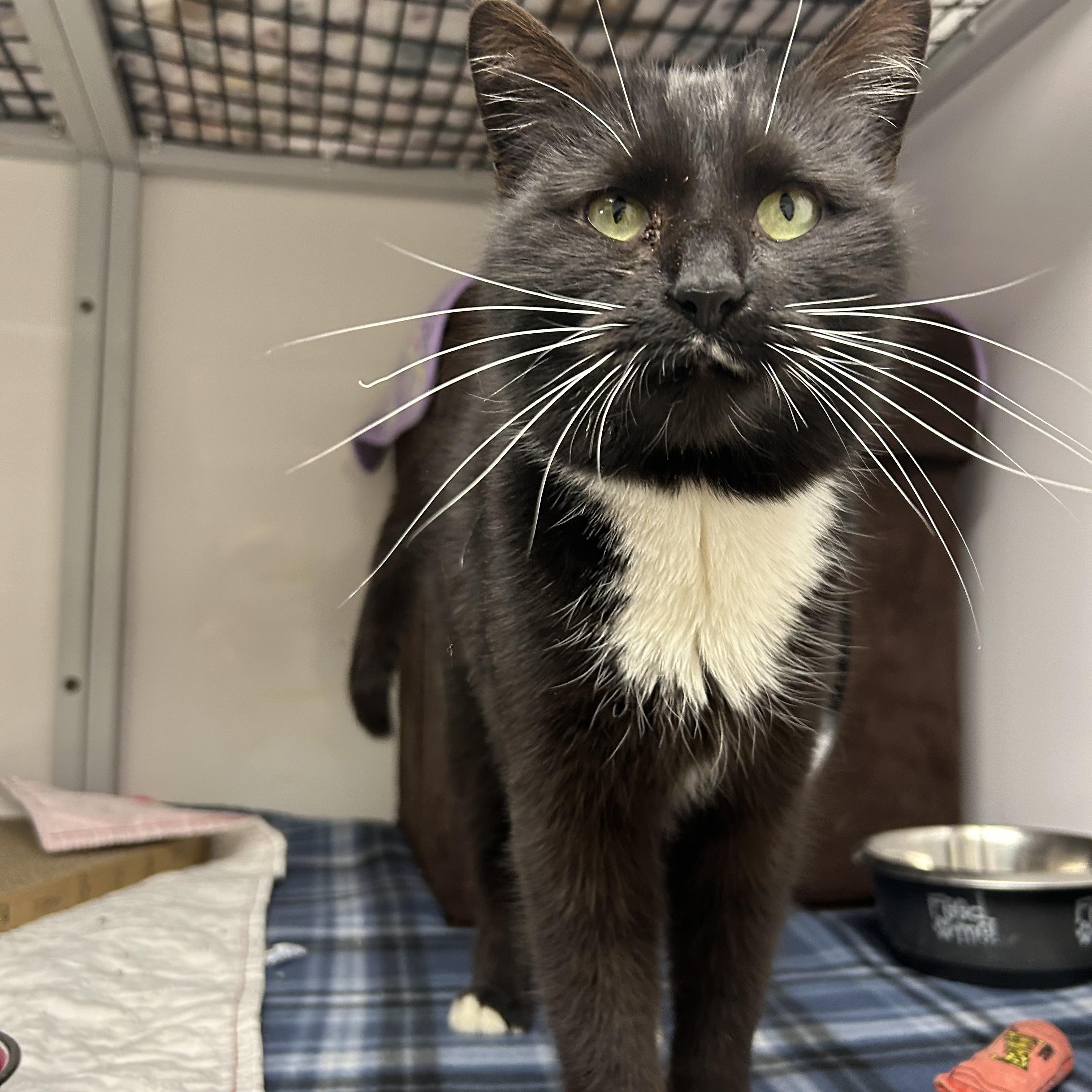 Enlarge Smudge, a ADOPTABLE Domestic Short Hair in White Oak, PA image 1/2