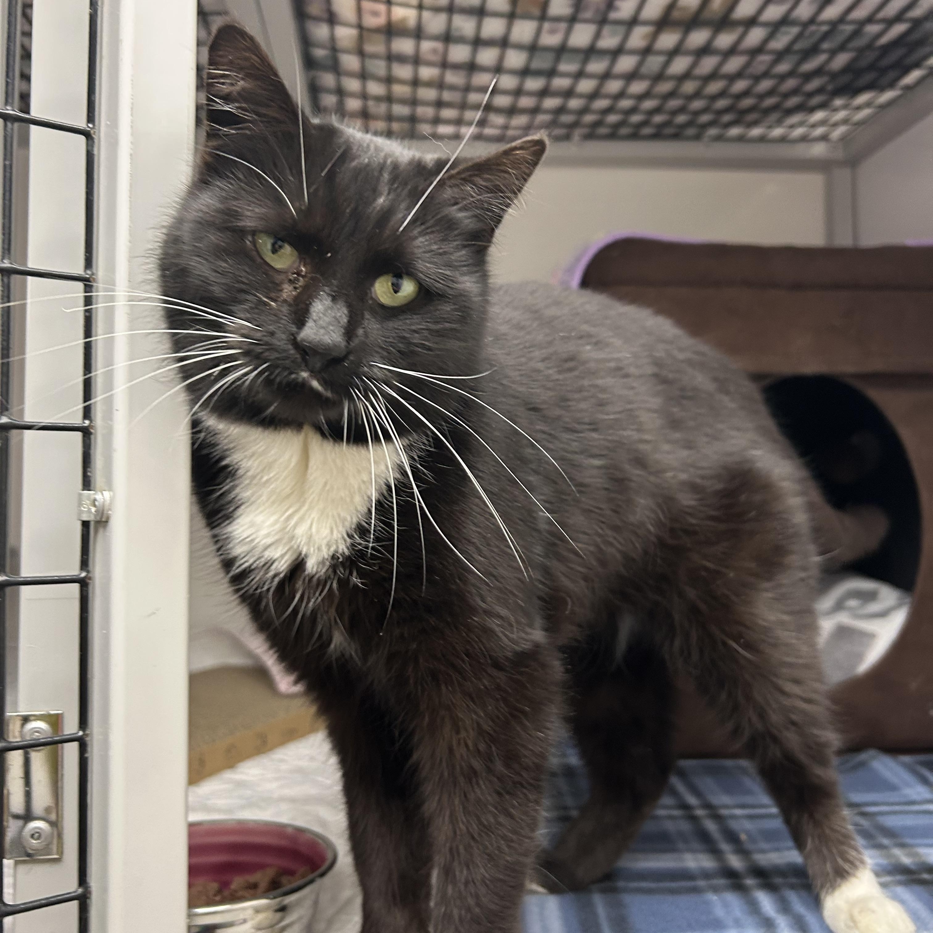 Enlarge Smudge, a ADOPTABLE Domestic Short Hair in White Oak, PA image 2/2