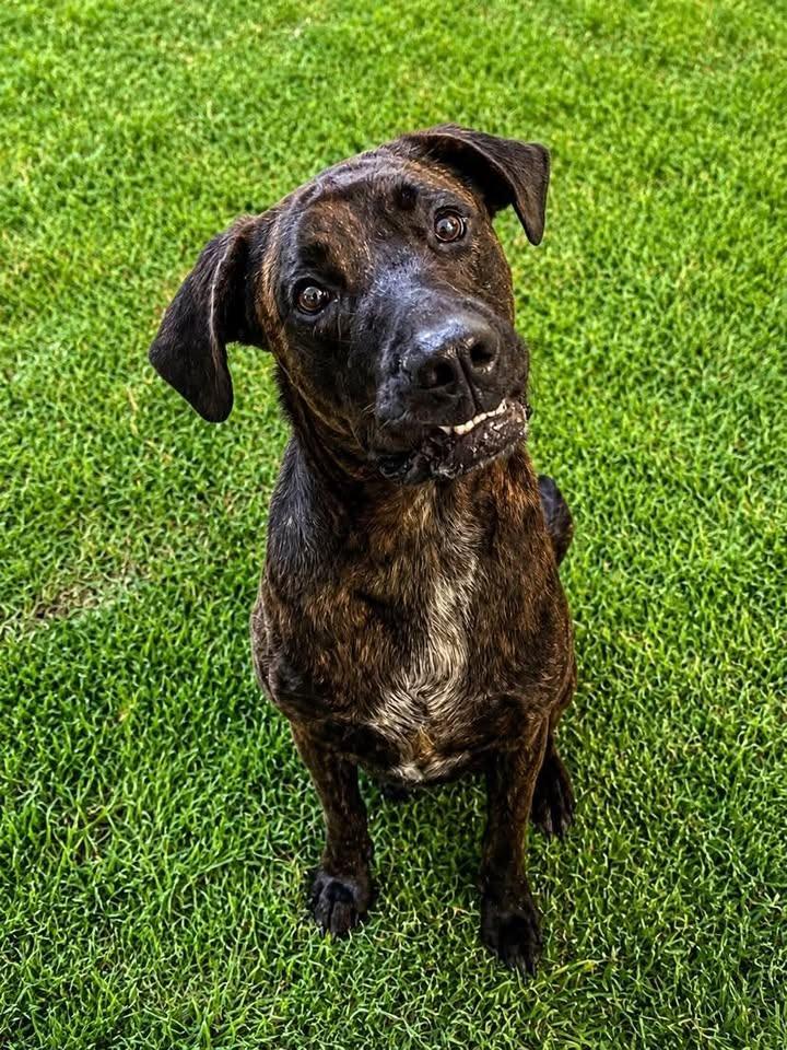 Milo (Rafiki), Adoptable, Young Male Mixed Breed.