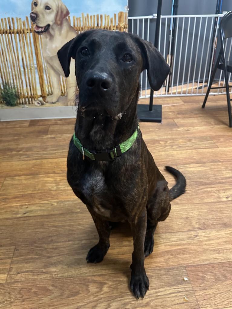 Enlarge Milo (Rafiki), a Adoptable Mixed Breed in Ocala, FL image 2/3