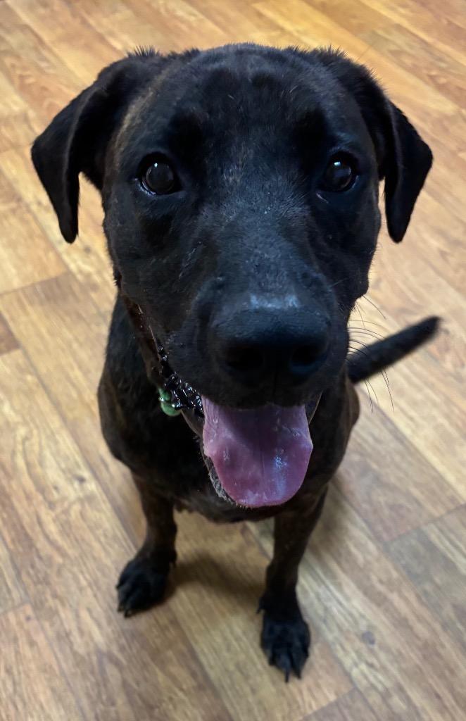 Enlarge Milo (Rafiki), a Adoptable Mixed Breed in Ocala, FL image 2/2