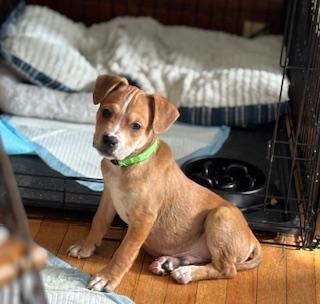 Enlarge Willie, a ADOPTABLE mixed breed in Racine, WI image 1/4