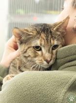 Enlarge Snow, a ADOPTABLE Domestic Short Hair in Potsdam, NY image 2/2