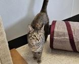 Enlarge Snow, a ADOPTABLE Domestic Short Hair in Potsdam, NY image 1/2