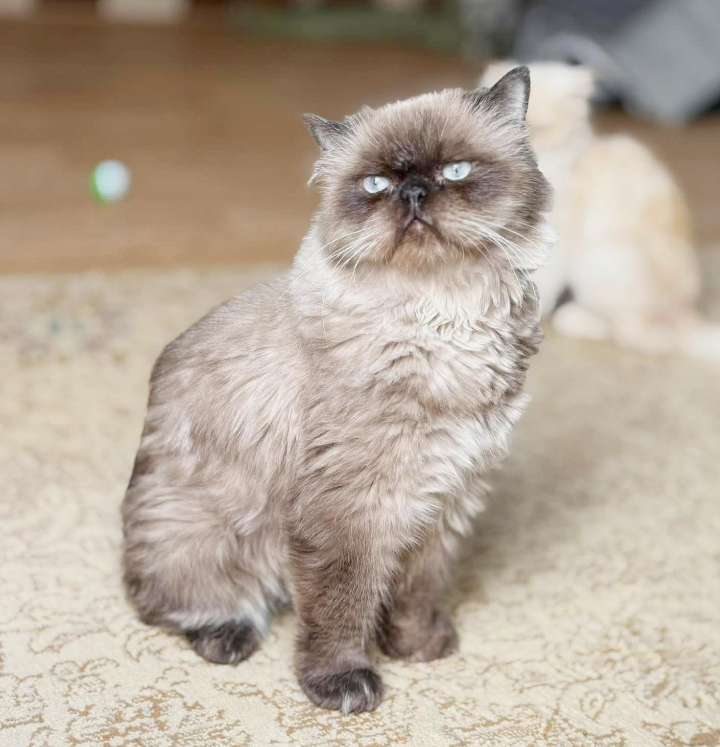 Mocha Is Amazing  thumbnail 2