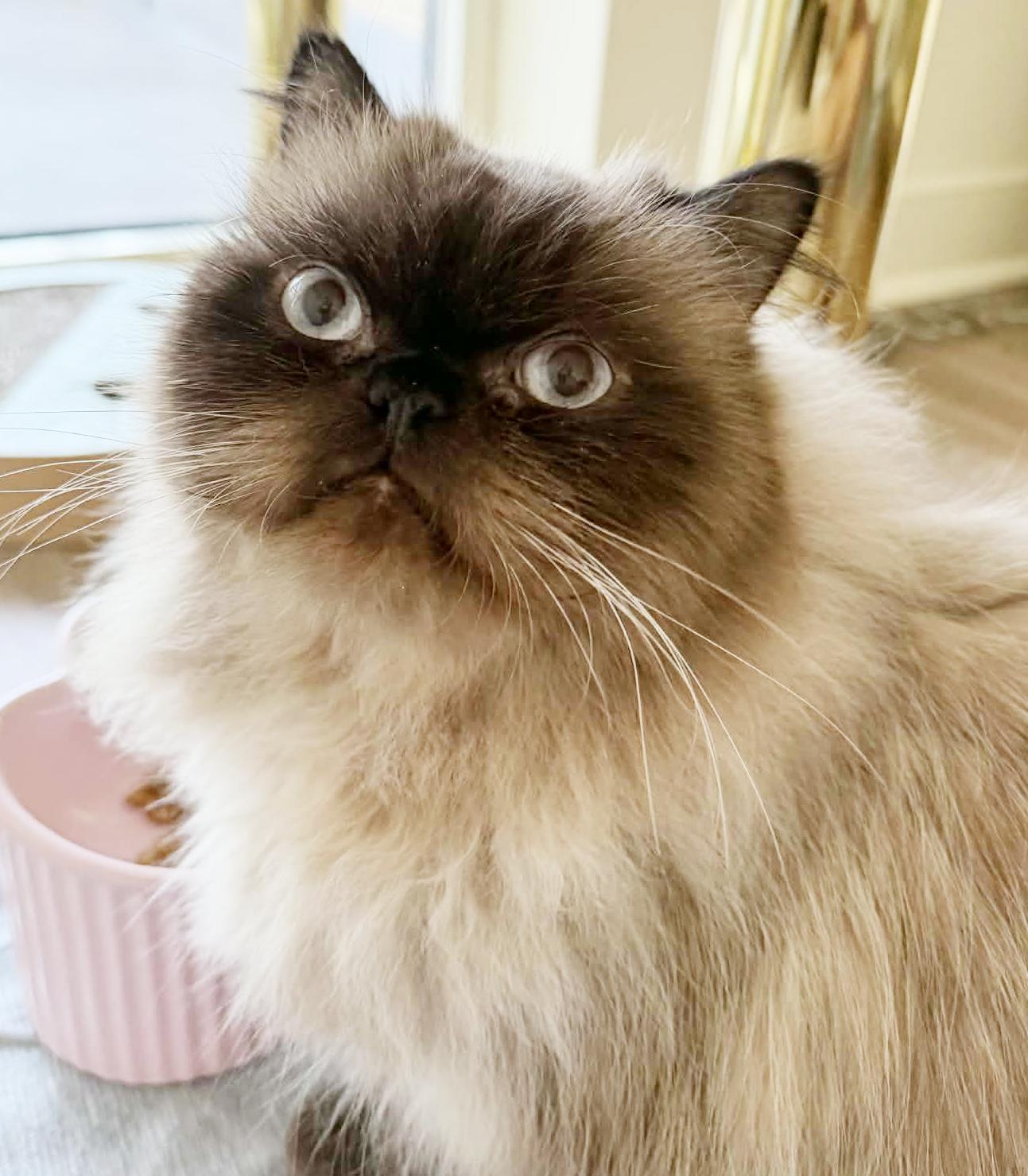 Mocha Is Amazing  thumbnail 3