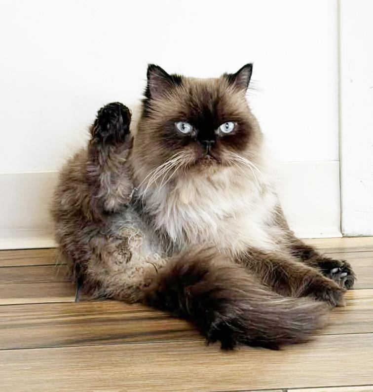 Mocha Is Amazing  thumbnail 4