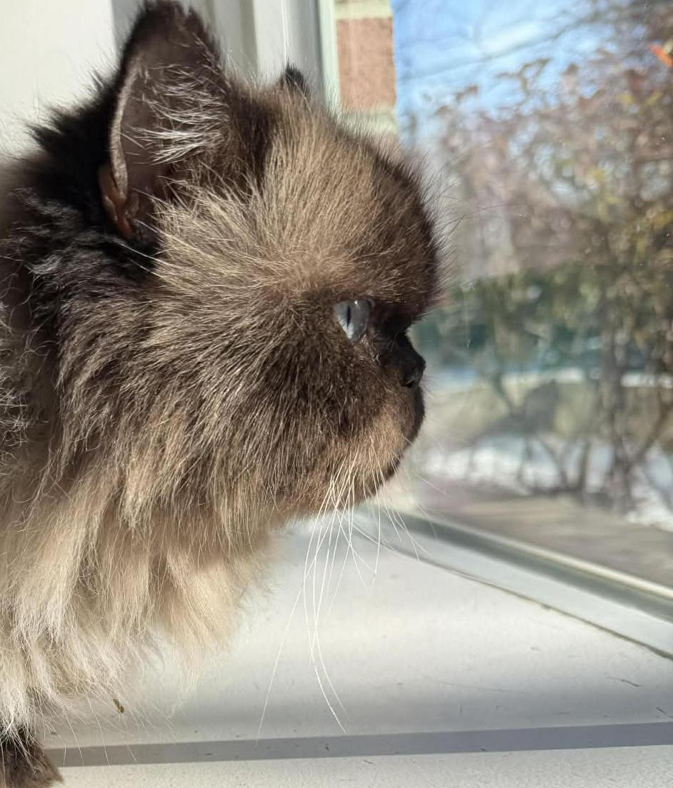 Mocha Is Amazing  thumbnail 5