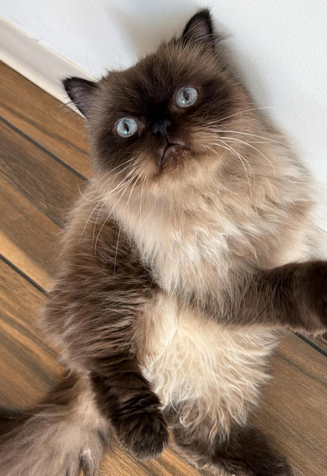 Mocha Is Amazing  thumbnail 6