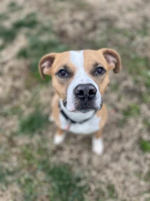 HEIST MEISTER, Adoptable, Young Male Pit Bull Terrier & Mixed Breed.