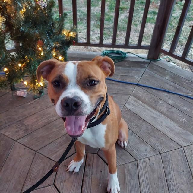 HEIST MEISTER, Adoptable, Young Male Pit Bull Terrier & Mixed Breed.