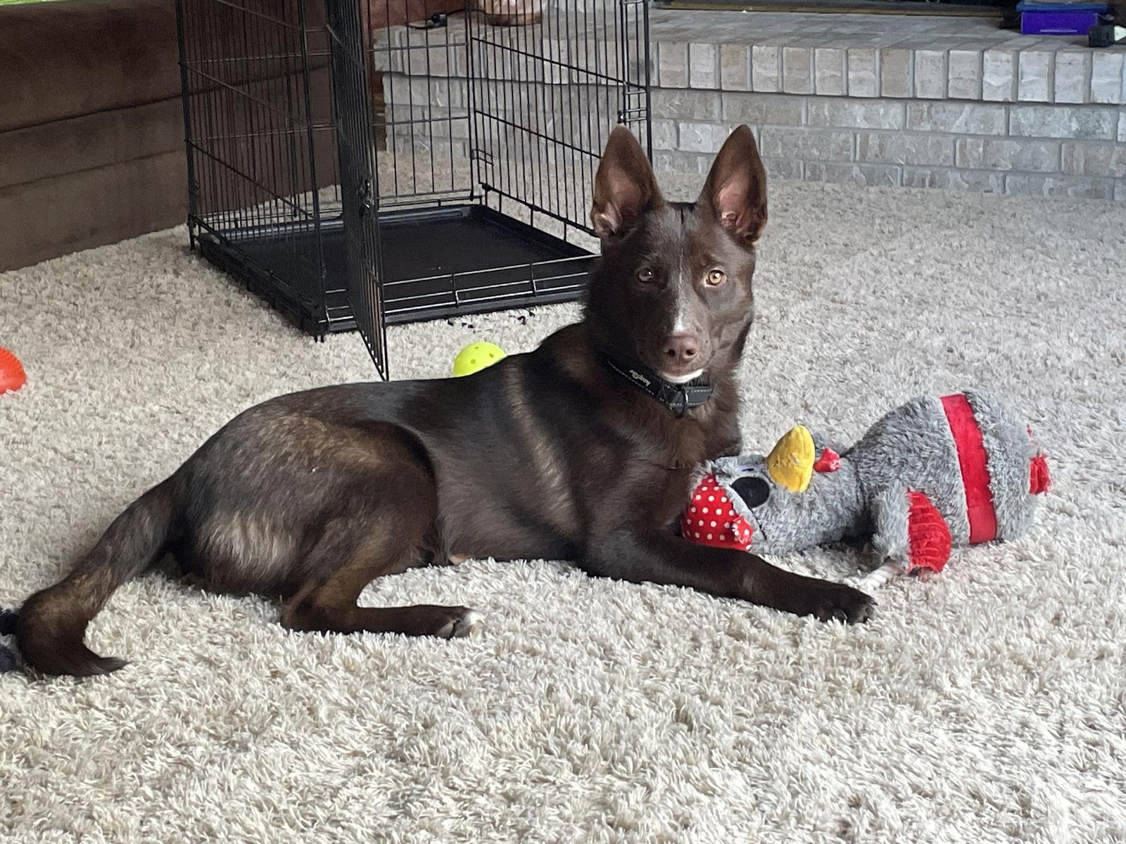 Tairn, Adoptable, Young Male Australian Kelpie & Husky.