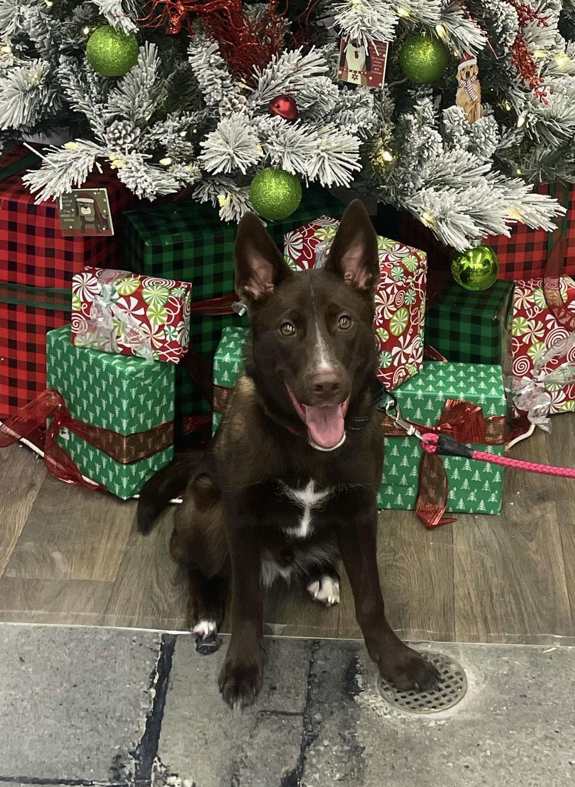 Tairn, a Adoptable mixed breed in Omaha, NE image 2/3