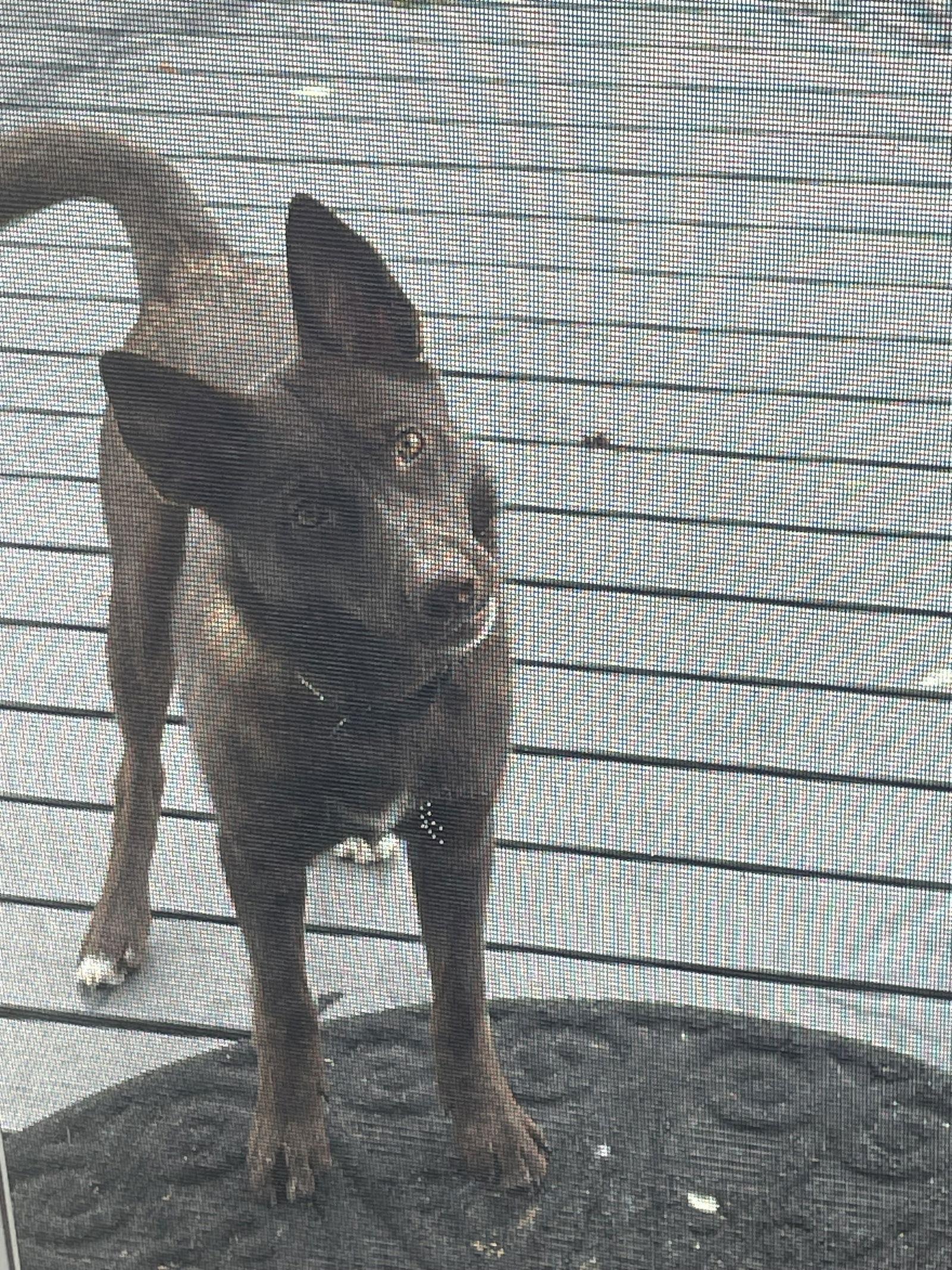 Tairn, a Adoptable mixed breed in Omaha, NE image 3/3