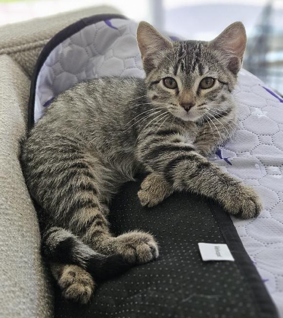 Enlarge McCoy, a Adoptable Domestic Short Hair in Lafayette, LA image 2/4