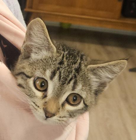 Enlarge McCoy, a Adoptable Domestic Short Hair in Lafayette, LA image 1/4