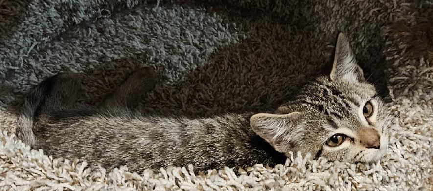 Enlarge McCoy, a Adoptable Domestic Short Hair in Lafayette, LA image 3/4