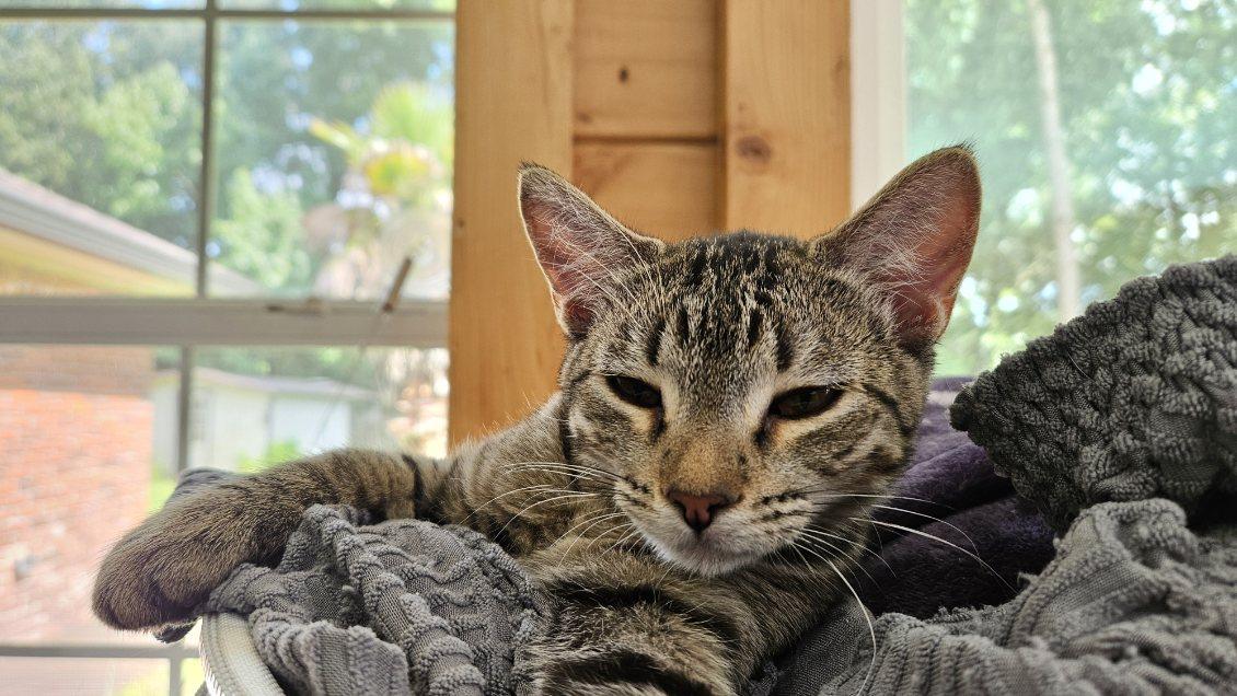 Enlarge McCoy, a Adoptable Domestic Short Hair in Lafayette, LA image 2/6