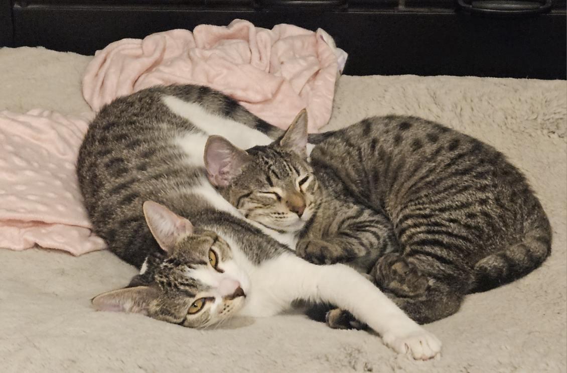 Enlarge McCoy, a Adoptable Domestic Short Hair in Lafayette, LA image 5/6