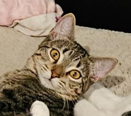McCoy, Adoptable, Young Female Domestic Short Hair.