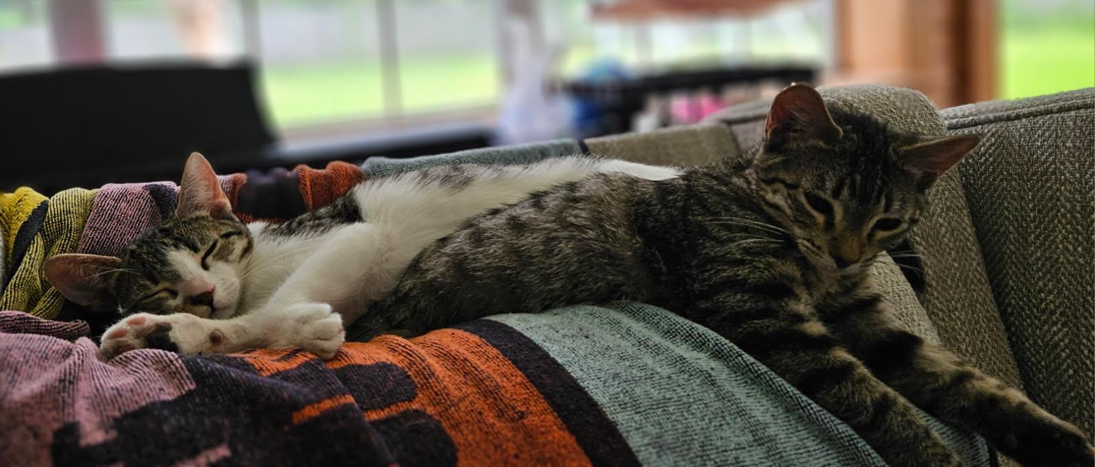 Enlarge McCoy, a Adoptable Domestic Short Hair in Lafayette, LA image 3/6