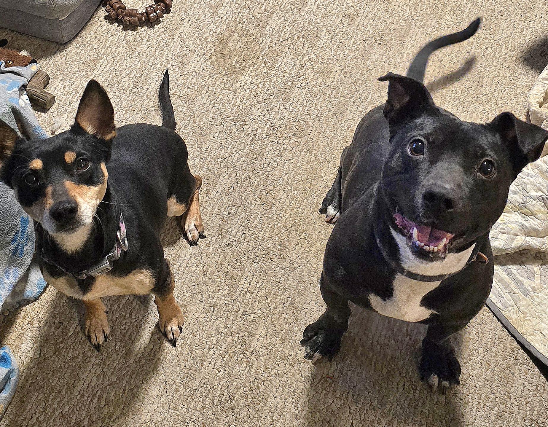 Enlarge Archer, a Adoptable mixed breed in Fredericksburg, VA image 4/5