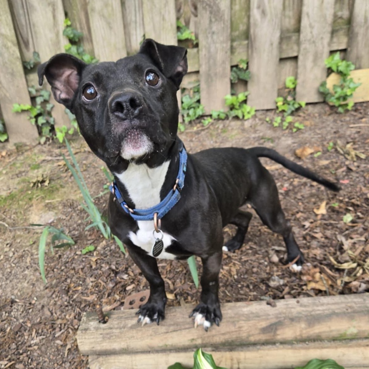 Archer, Adoptable, Adult Male Mixed Breed.