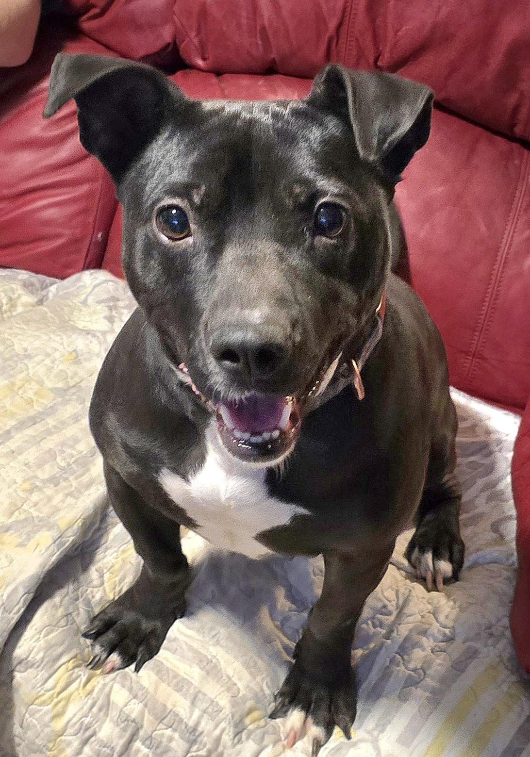 Enlarge Archer, a Adoptable mixed breed in Fredericksburg, VA image 5/5