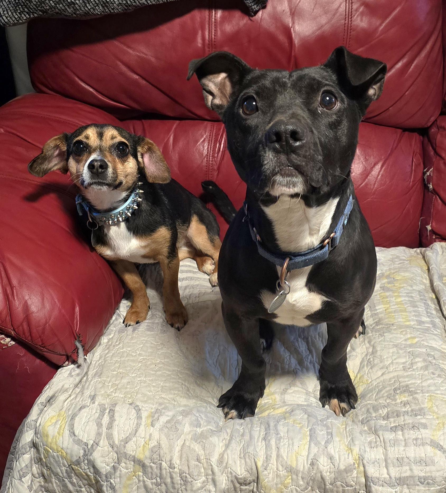 Enlarge Archer, a Adoptable mixed breed in Fredericksburg, VA image 1/5