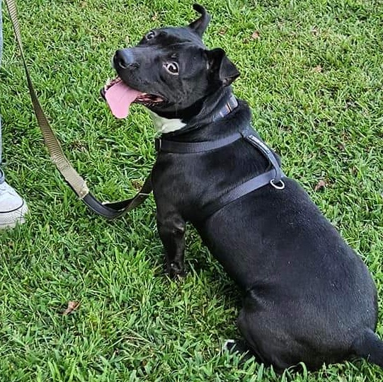 Enlarge Archer, a Adoptable mixed breed in Fredericksburg, VA image 2/5